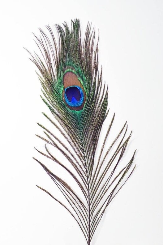 Peacock Feather — Purrniture